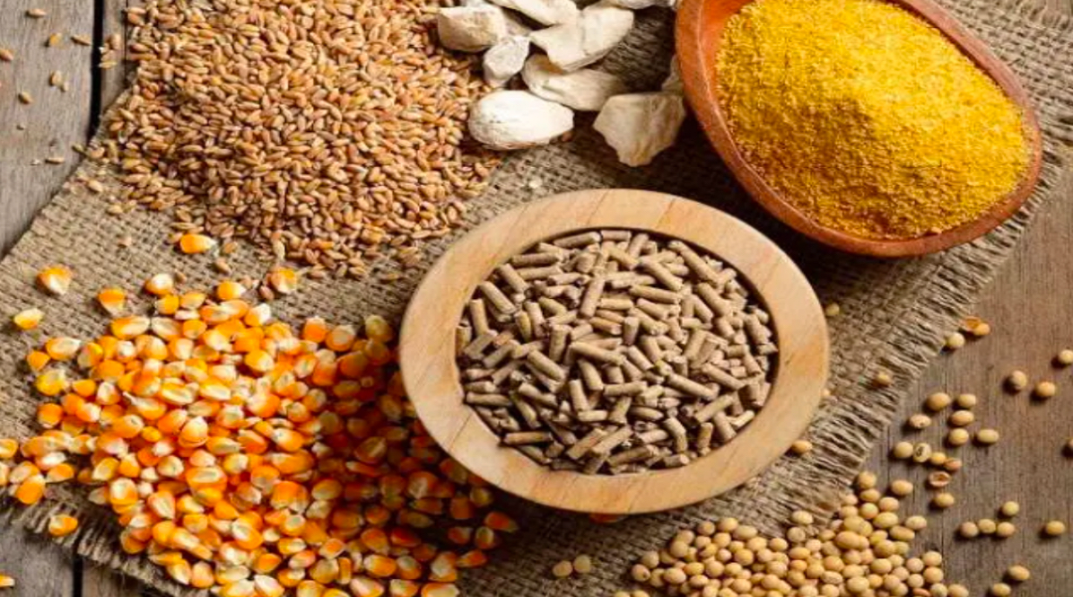 GIÁ THỨC ĂN CHĂN NUÔI HẠ NHIỆT CƠ HỘI CHO CÁC DOANH NGHIỆP CHĂN NUÔI HIỆN ĐẠI 14 IMG 6173