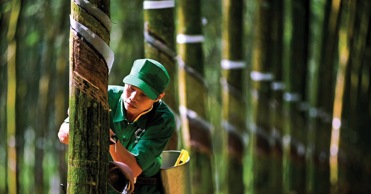 Cổ phiếu “vàng trắng” tăng sức hút 1 co phieu vang trang tang suc hut 65b39bb48830a