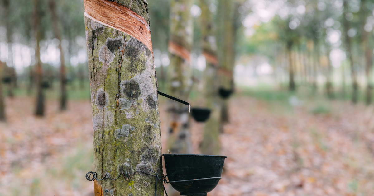 Giá vốn tăng cao, lợi nhuận quý 4 của Cao su Tân Biên giảm 20% 1 gia von tang cao loi nhuan quy 4 cua cao su tan bien giam 20 65a78531a9c3a