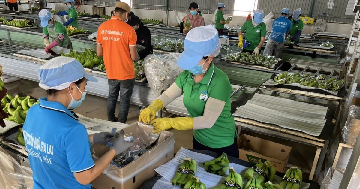 HAGL đổi danh sách nhà đầu tư tham gia đợt chào bán 130 triệu cổ phiếu 1 hagl doi danh sach nha dau tu tham gia dot chao ban 130 trieu co phieu 65a73ef4354d0