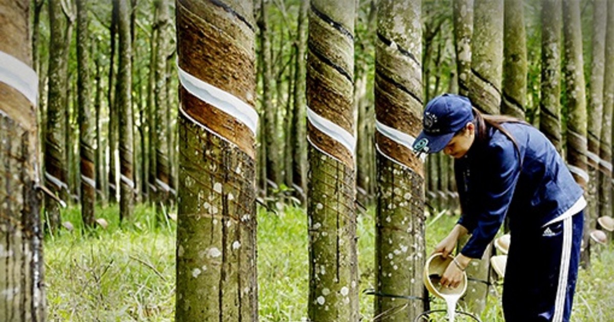 Lượng và giá bán cao su tăng, lãi ròng quý 4 của DPR tăng trưởng trở lại 1 luong va gia ban cao su tang lai rong quy 4 cua dpr tang truong tro lai 65ae39036b53a