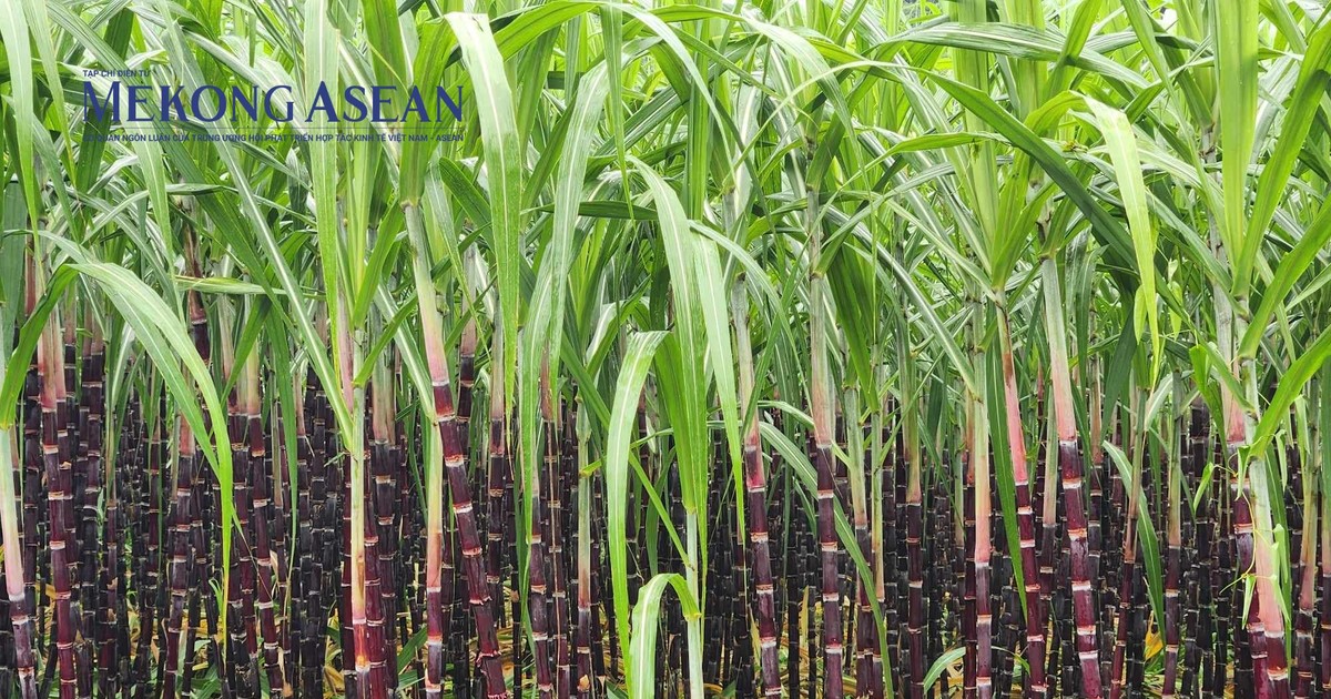 Mía đường Sơn La vượt 38% kế hoạch lợi nhuận niên vụ 1 mia duong son la vuot 38 ke hoach loi nhuan nien vu 65accb3a30859