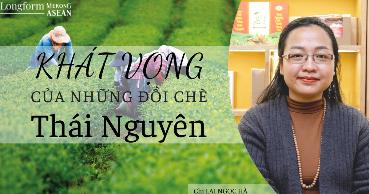 Khát vọng của những đồi chè Thái Nguyên 4 khat vong cua nhung doi che thai nguyen 65cae57e5f228