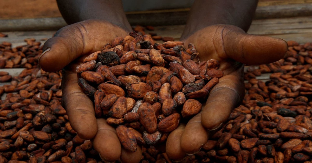 Giá ca cao toàn cầu đạt mức kỷ lục trong 60 năm 1 gia ca cao toan cau dat muc ky luc trong 60 nam 6603e6b7da0f8