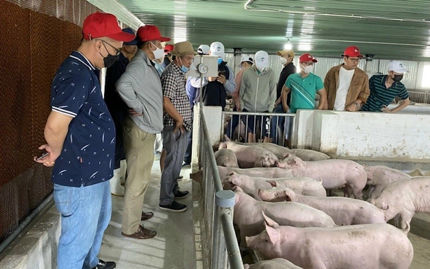 HAGL thu 1.000 tỷ đồng trong hai tháng đầu năm, mảng chăn nuôi vẫn ì ạch 1 hagl thu 1 000 ty dong trong hai thang dau nam mang chan nuoi van i ach 65e91bcf267e0