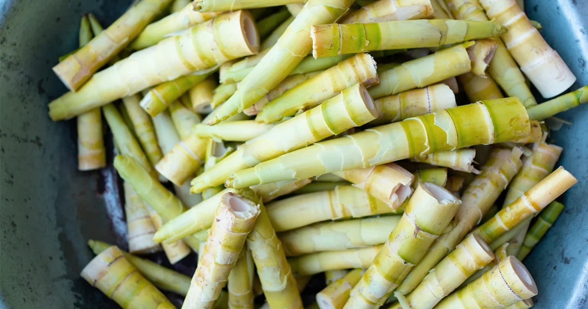 Măng tre có triển vọng thành nguồn thực phẩm bền vững cho thế giới 1 mang tre co trien vong thanh nguon thuc pham ben vung cho the gioi 65fd95ae4db88