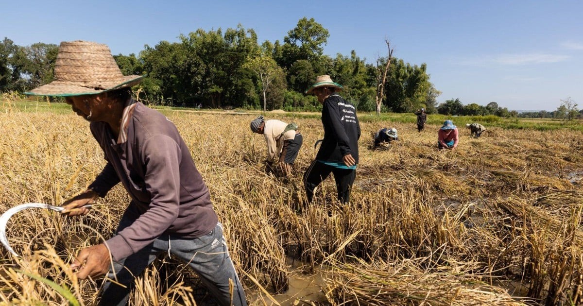 Nạn lúa ma hoành hành tại châu Á đe dọa năng suất lương thực 1 nan lua ma hoanh hanh tai chau a de doa nang suat luong thuc 65eec0cea4d5b