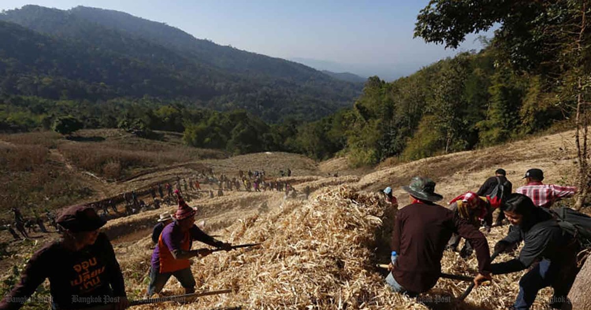 Thái Lan có thể cấm nhập khẩu ngô từ các nước láng giềng vào năm 2025 1 thai lan co the cam nhap khau ngo tu cac nuoc lang gieng vao nam 2025 65f6db10ad16d