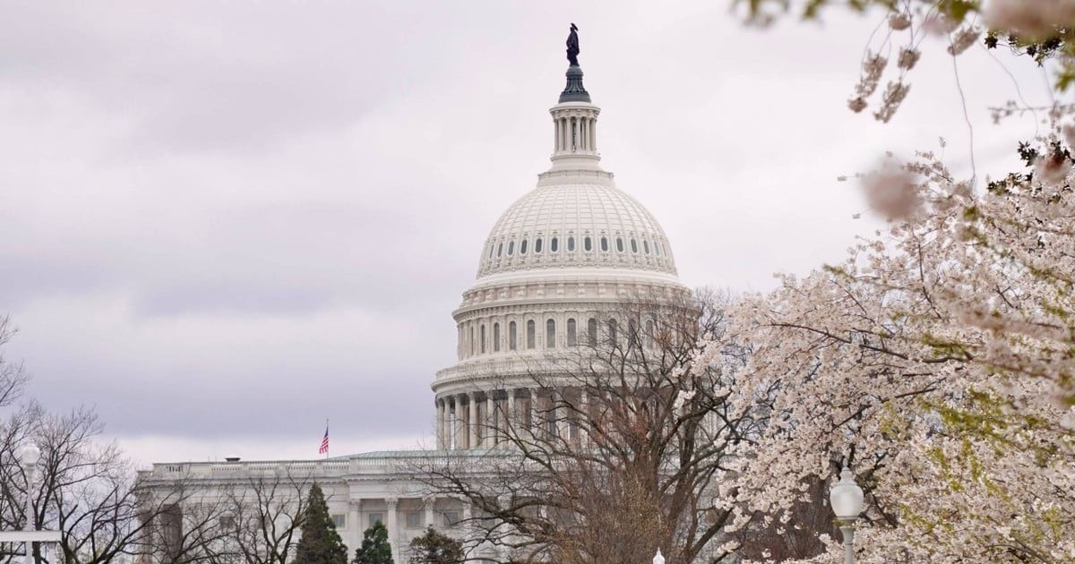 Nhật Bản sẽ tặng Mỹ 250 cây hoa anh đào 1 nhat ban se tang my 250 cay hoa anh dao 66191ad928a39